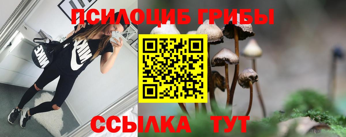 Псилоцибиновые грибы Cubensis  Галлюциногенные грибы Cubensis  Тамбов  Вход с VPN 